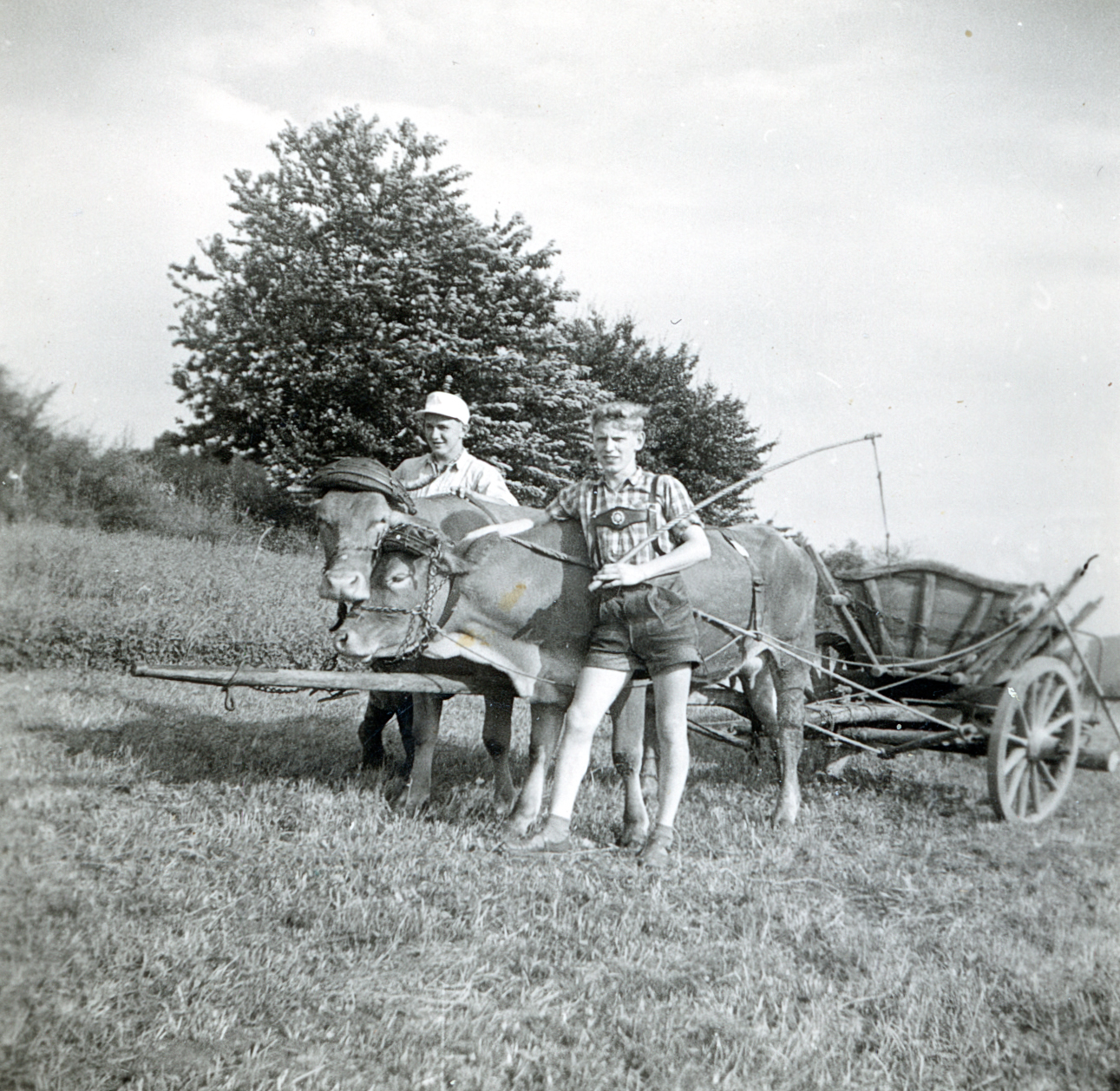 Adam Ullrich mit Kuhgespann