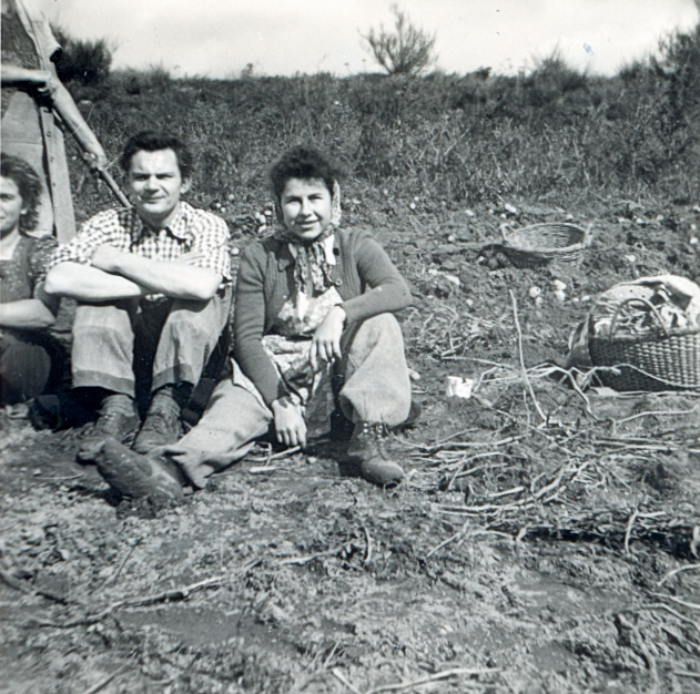 Kartoffelernte 1954